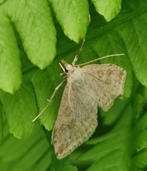 Udea decrepitalis