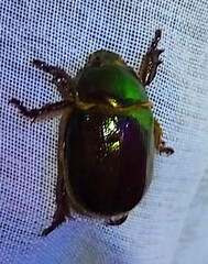 Viridimicus aurescens