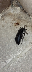 Carabidae