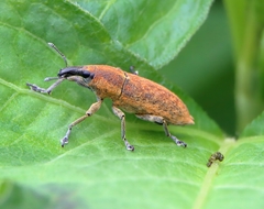 Lixus impressiventris