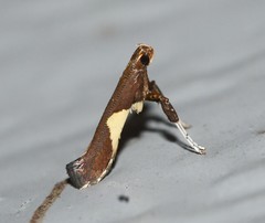 Caloptilia stigmatella