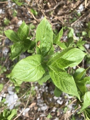 Lonicera alpigena
