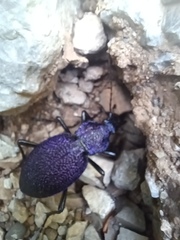 Carabus scabrosus