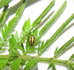 Peploptera