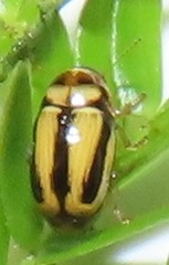 Peploptera