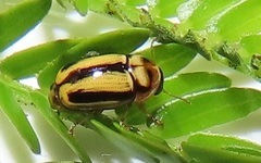 Peploptera
