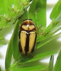 Peploptera
