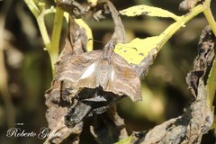 Theagenes albiplaga