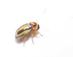 Peploptera