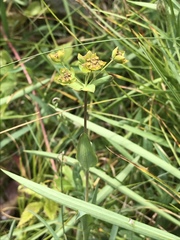 Bupleurum ranunculoides