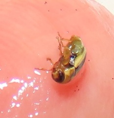 Peploptera