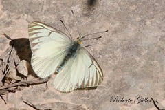 Tatochila orthodice