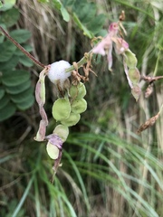 Hedysarum hedysaroides