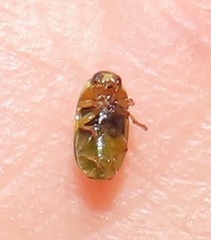 Peploptera