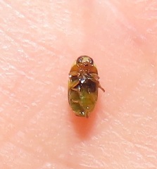 Peploptera