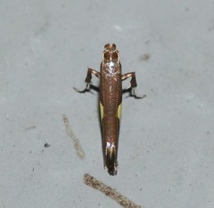 Caloptilia stigmatella