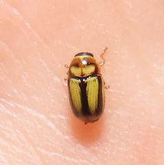 Peploptera