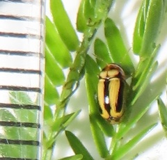 Peploptera