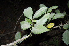 Laureliopsis philippiana