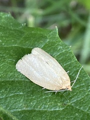 Zelotherses paleana