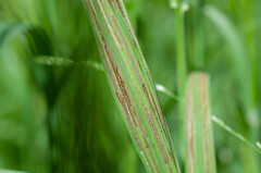 Ustilago filiformis
