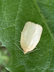 Zelotherses paleana