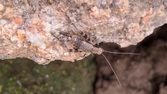 Dianemobius fascipes nigrofasciatus