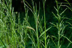 Ustilago filiformis