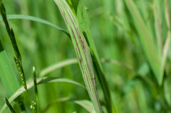 Ustilago filiformis