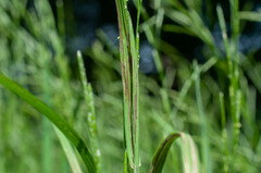 Ustilago filiformis