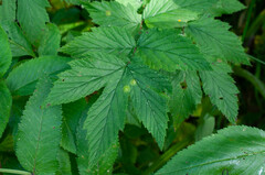 Dasineura ulmaria
