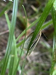 Zelotherses paleana