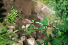 Podosphaera filipendulae