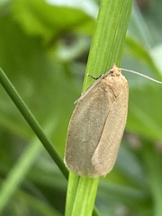 Zelotherses paleana