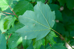 Aceria pseudoplatani