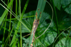 Mastigosporium album