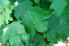 Aceria pseudoplatani