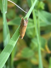 Lathronympha strigana