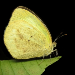 Eurema elathea flavescens