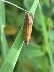 Lathronympha strigana
