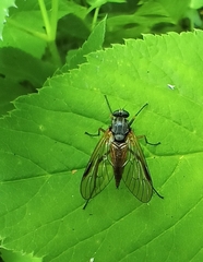 Rhagio notatus