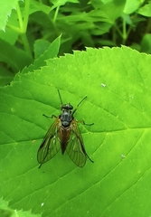 Rhagio notatus