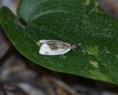 Clepsis melaleucanus