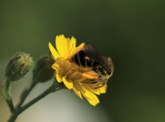 Andrena fulvago