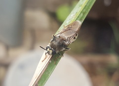 Stratiomys longicornis