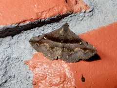 Hadennia jutalis