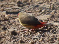 Amandava subflava clarkei