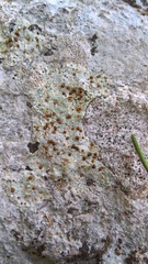 Protoblastenia incrustans