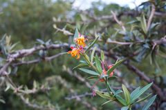 Berberis trigona