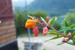 Berberis trigona